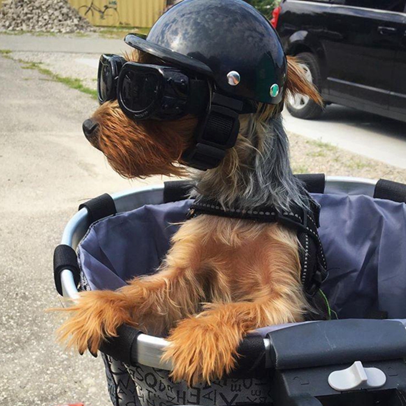 Pet Helmets Dog Cat Bicycle Mo - Commuting By Bike review and price